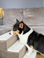 Corgi resting on the pet stairs by the sofa