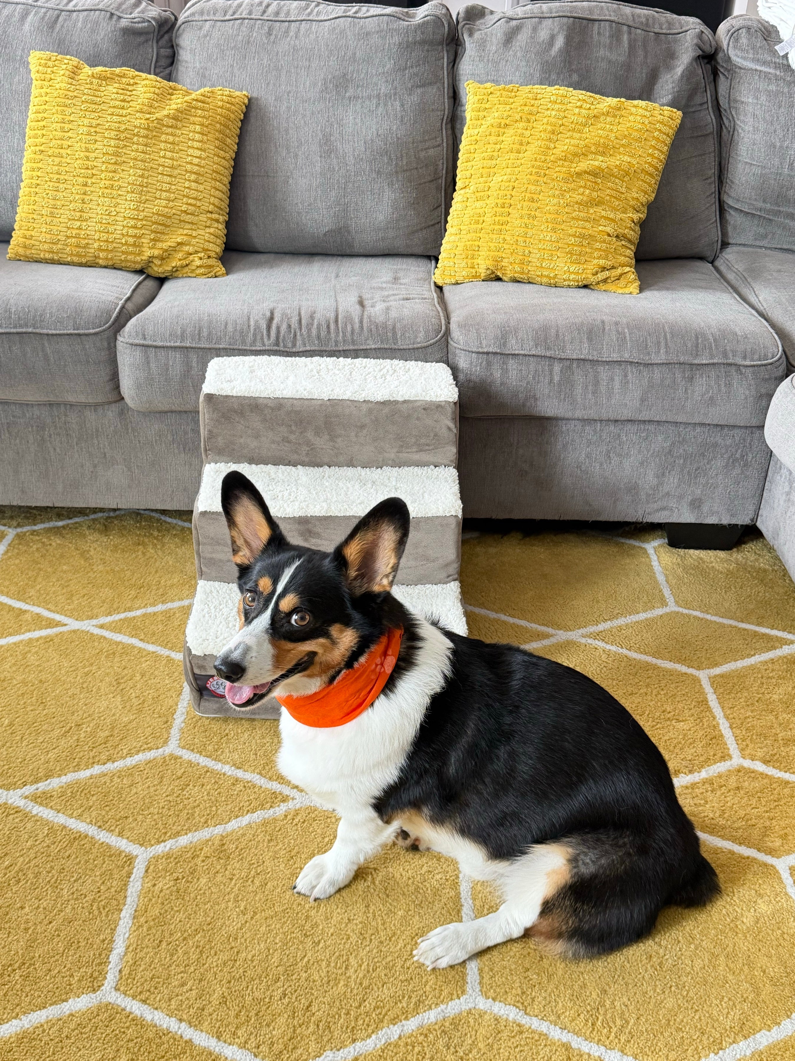 Corgi sitting beside the pet stairs