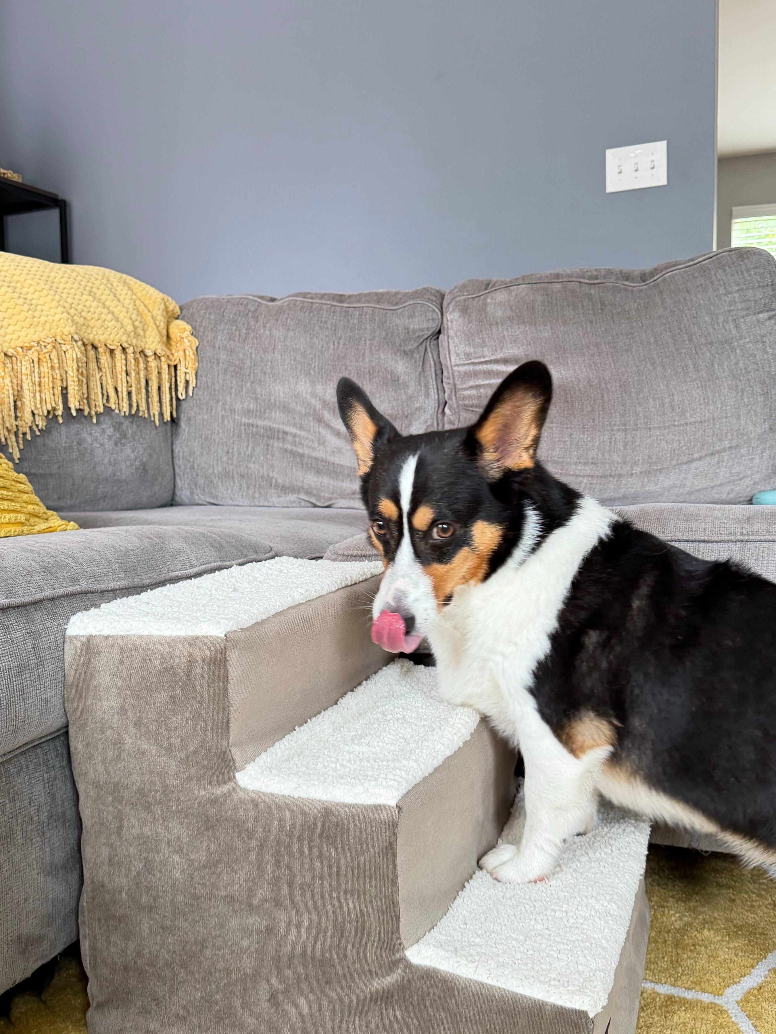 Corgi climbing the pet stairs