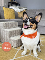 Phil the corgi beside the grey arrow-print pet stairs — holds up to 250 lb