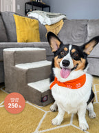 Phil the corgi beside the coffee pet stairs — holds up to 250 lb