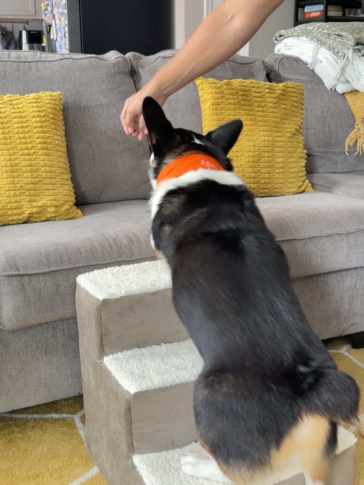 Phil climbing the pet stairs