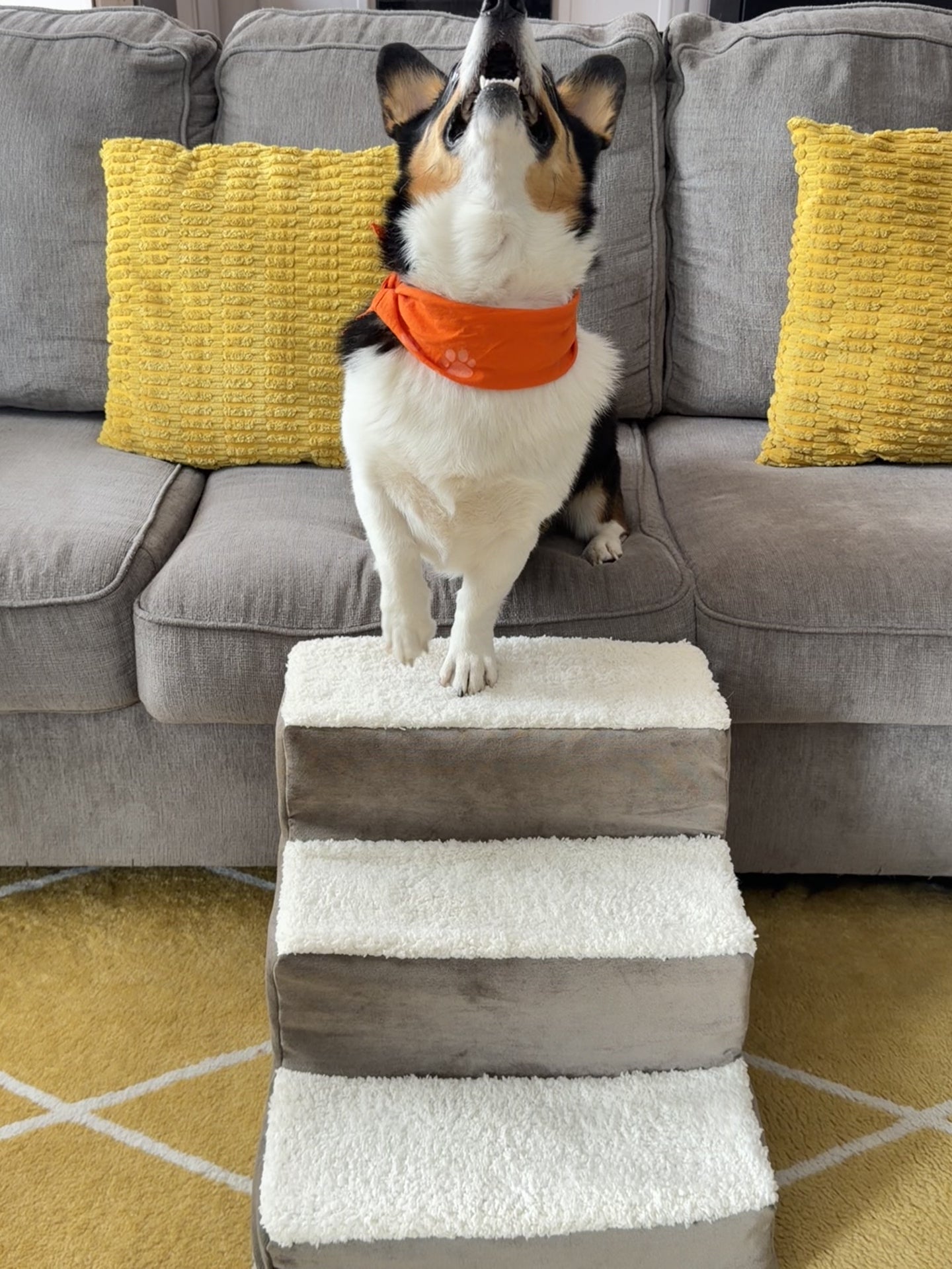 Phil on the pet stairs